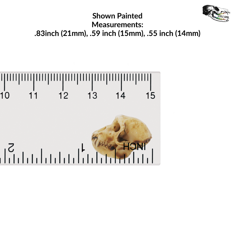 Rhesus Macaque Skull Replica - 1:6 Scale (Set of 5)