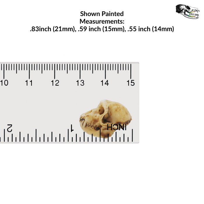 Rhesus Macaque Skull Replica - 1:6 Scale (Set of 5)