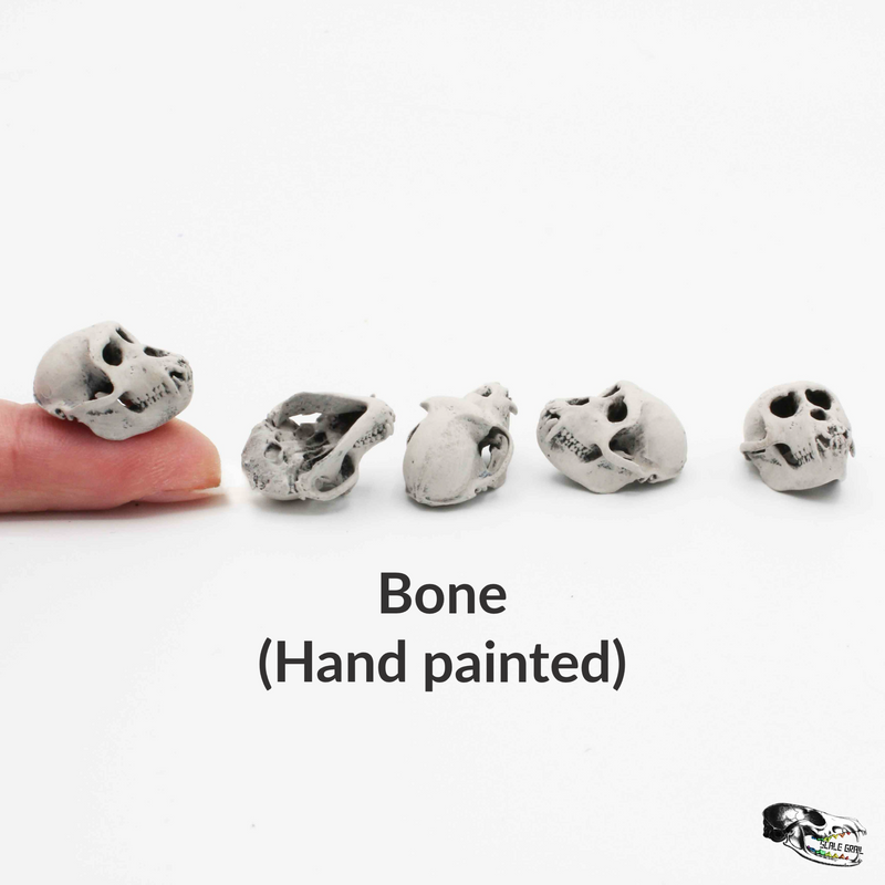 Rhesus Macaque Skull Replica - 1:6 Scale (Set of 5)