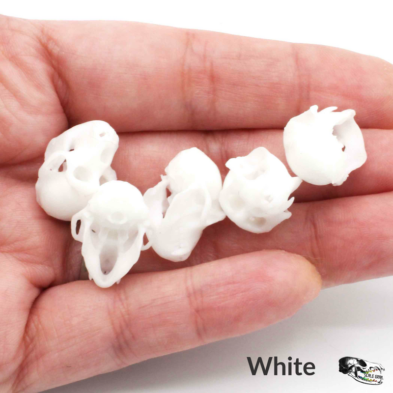Rhesus Macaque Skull Replica - 1:6 Scale (Set of 5)