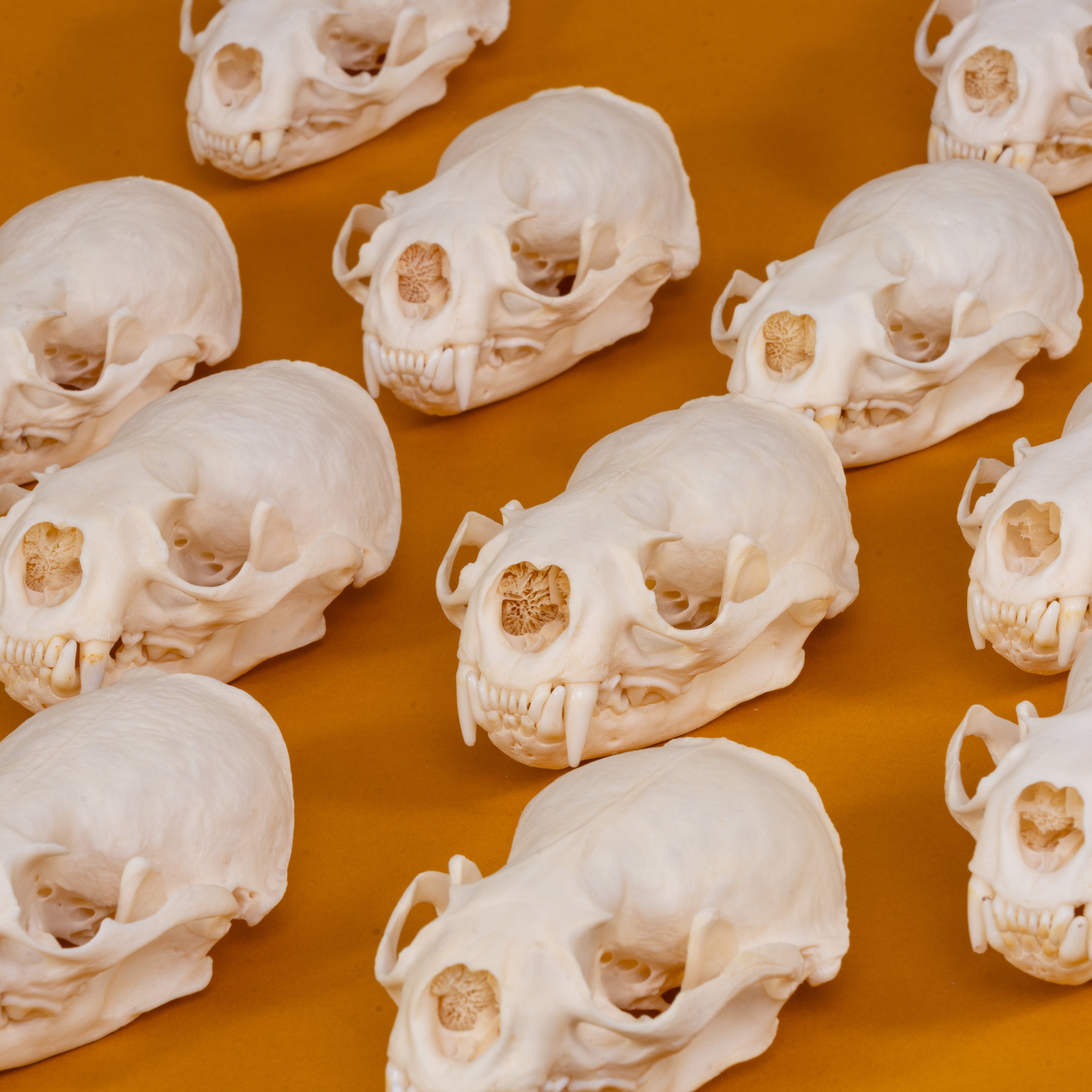 Real American River Otter Skull For Sale — Skulls Unlimited