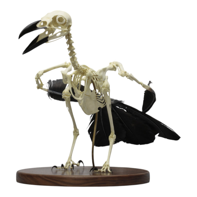 Replica Raven Skeleton