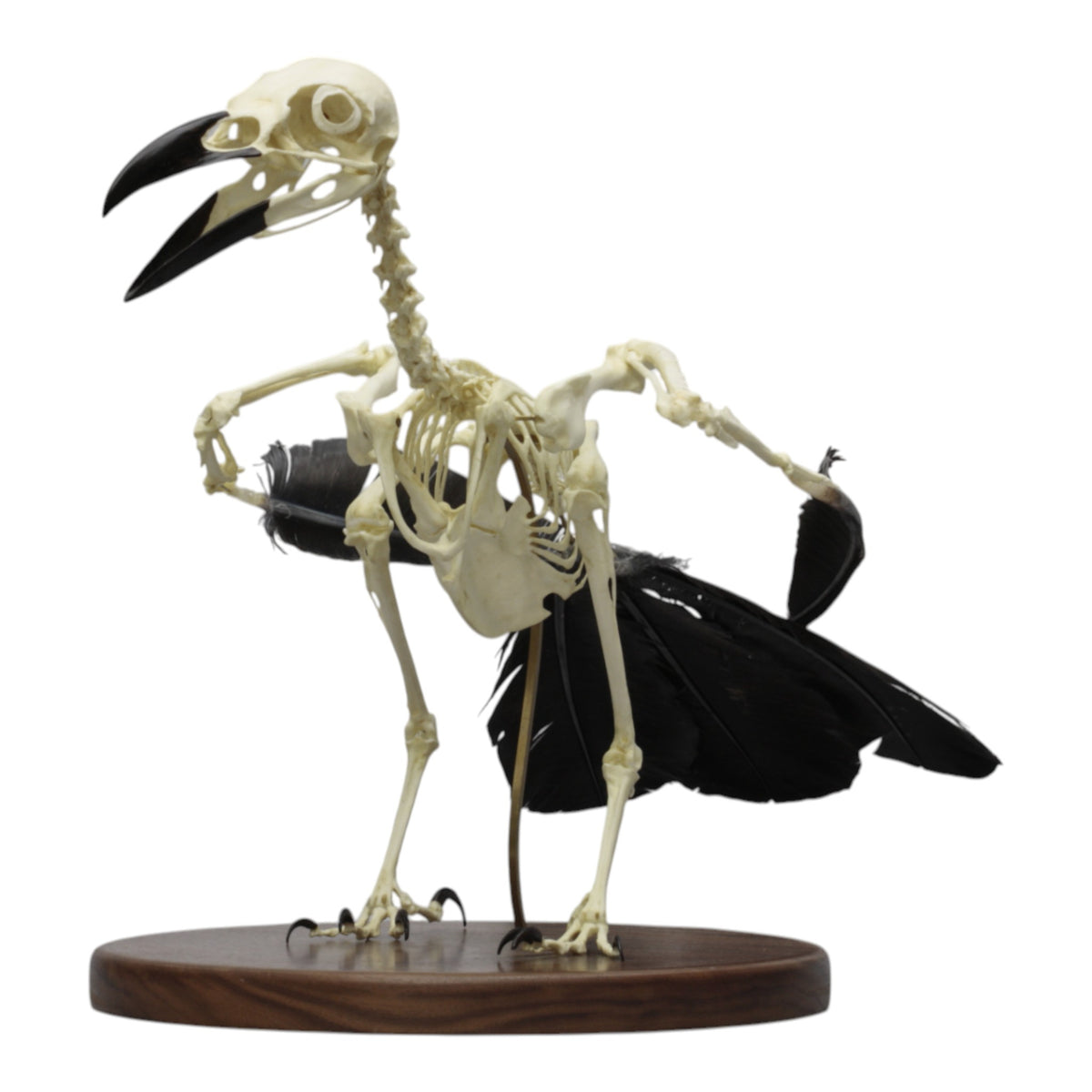 Replica Raven Skeleton For Sale — Skulls Unlimited International, Inc.