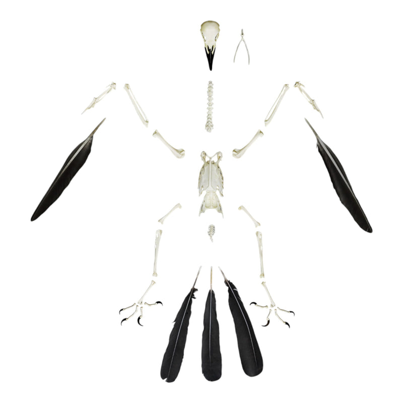Replica Raven Skeleton