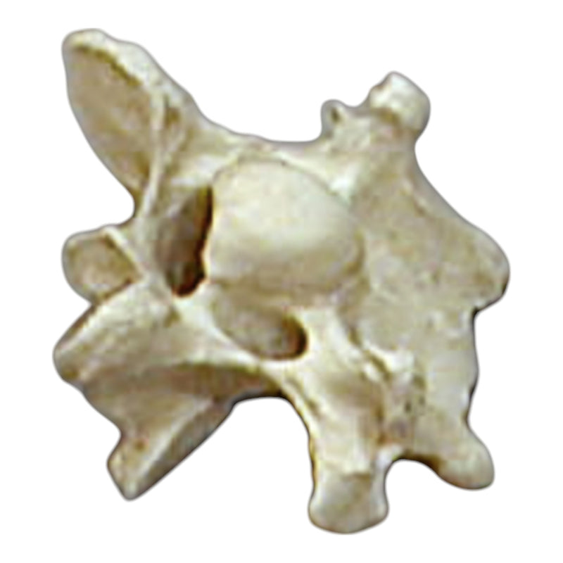 Replica Horse Cervical Vertebra