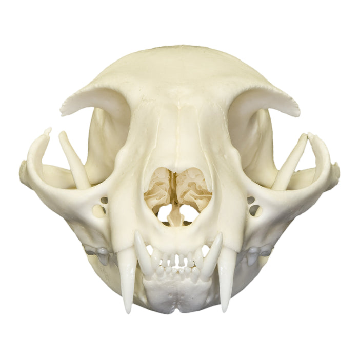 Real Domestic Cat Skull