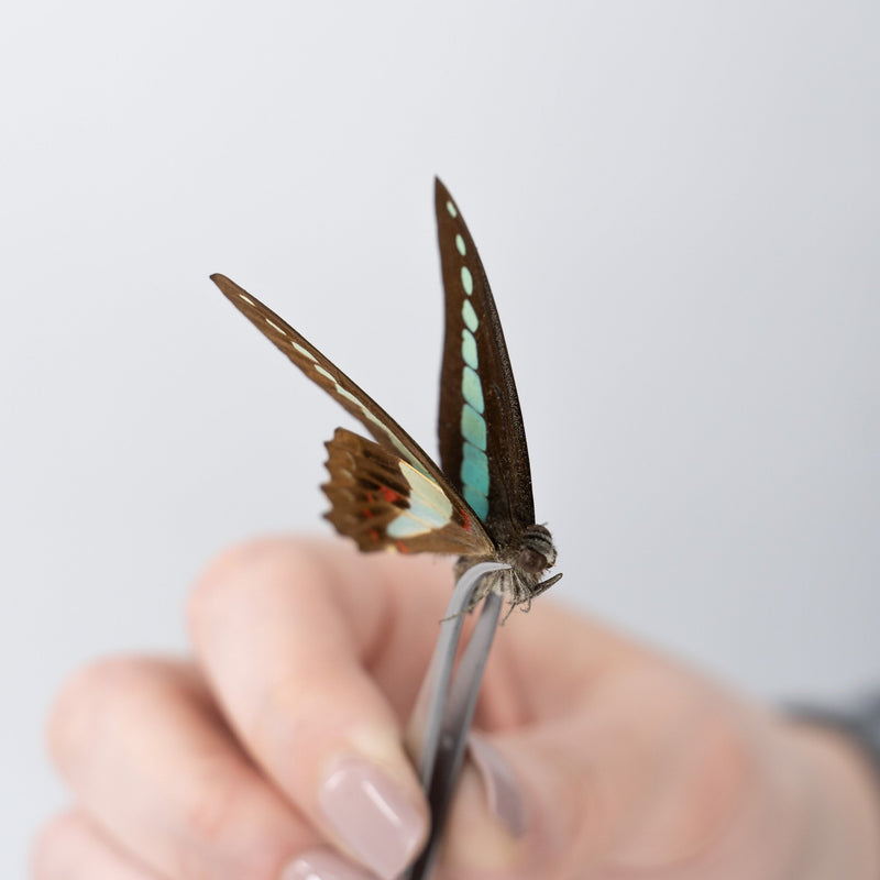 Entomology STEM Pinning Kit