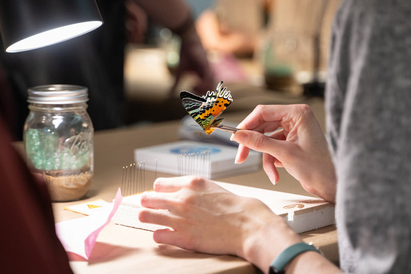 Entomology STEM Pinning Kit