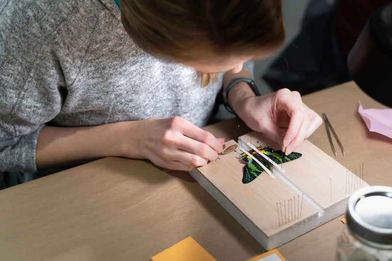 Entomology STEM Pinning Kit