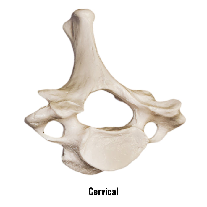 Replica Human Vertebra - Single