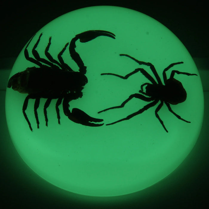 Real Fighting Scorpion and Spider in Acrylic Dome