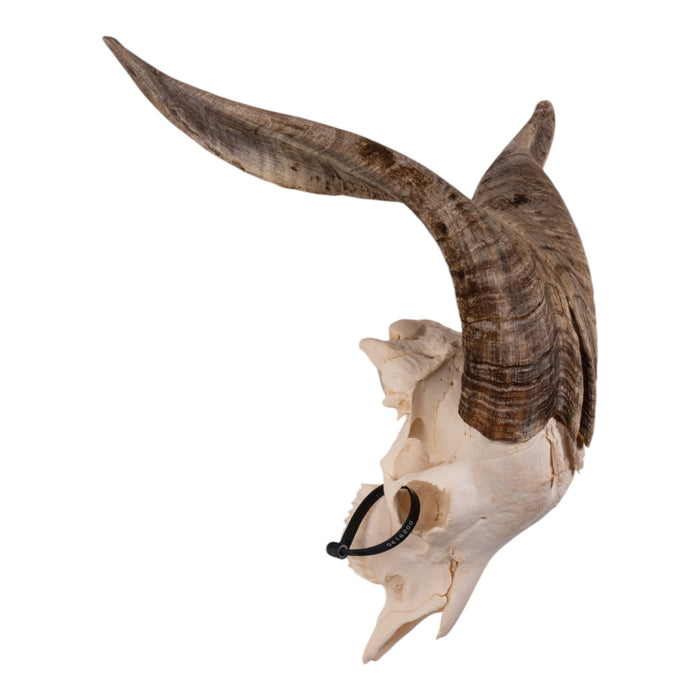 Real Domestic Goat Skull - Premium