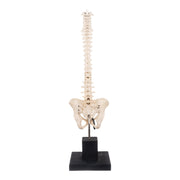 Real Human Spine, Sacrum, and Pelvis on Stand