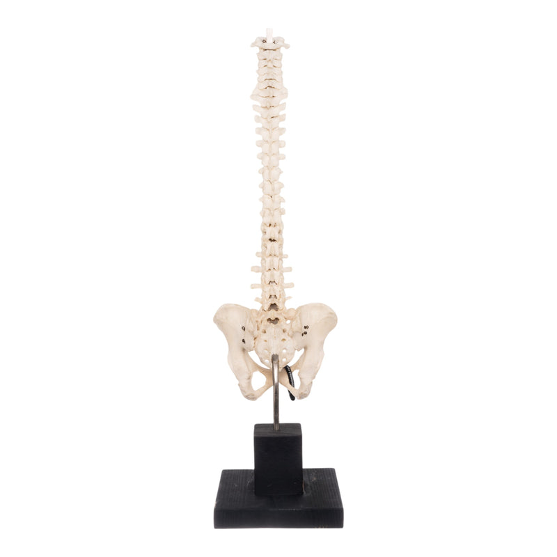 Real Human Spine, Sacrum, and Pelvis on Stand