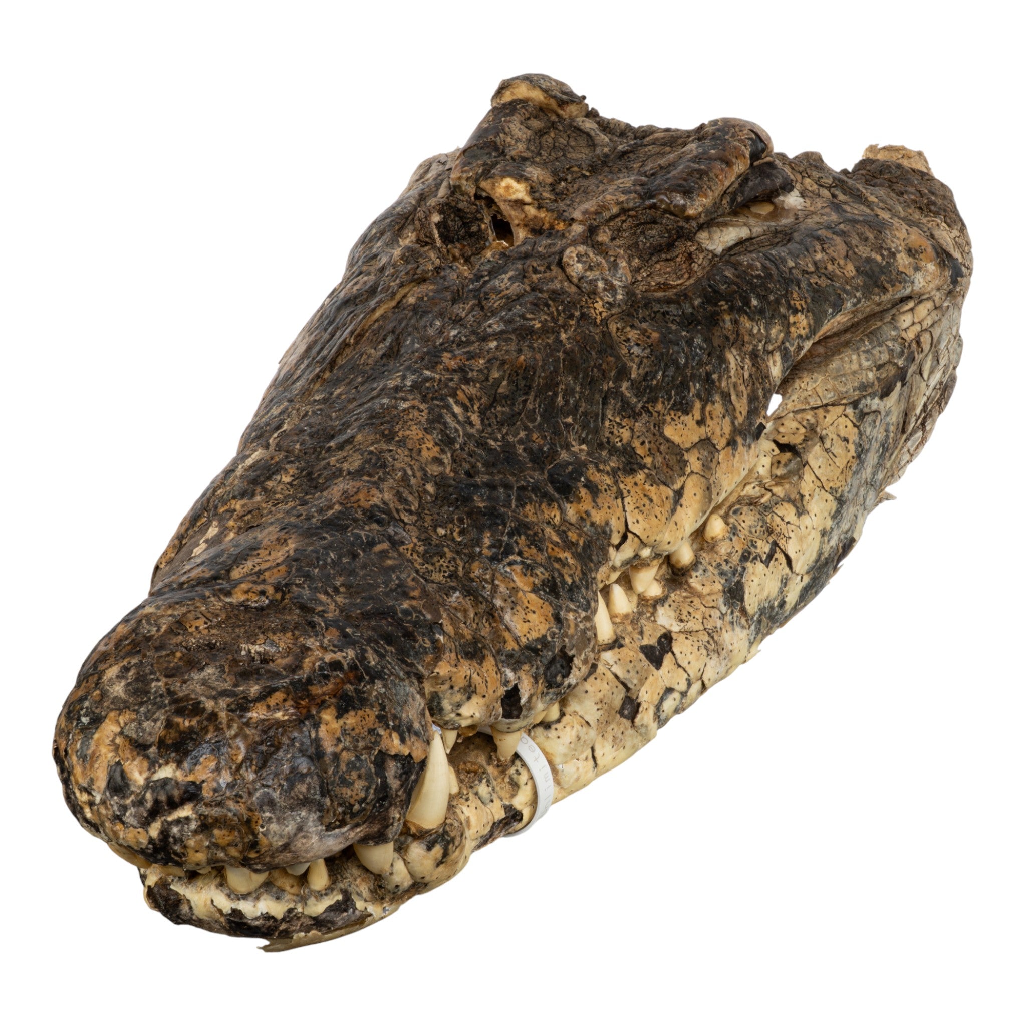 Real Freeze-dried Nile Crocodile Head For Sale — Skulls Unlimited