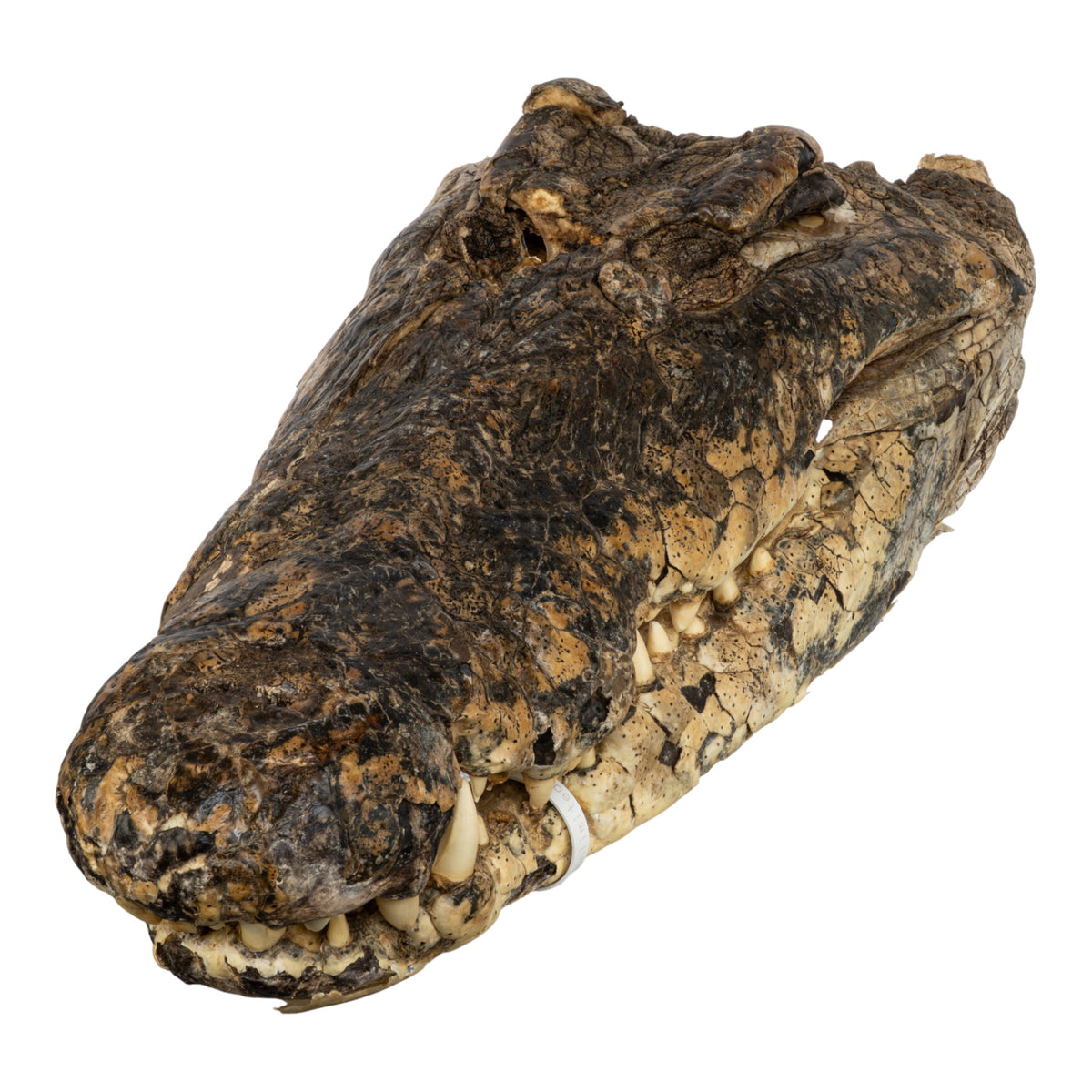 Real Freeze-dried Nile Crocodile Head For Sale — Skulls Unlimited