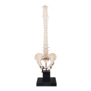 Real Human Spine, Sacrum, and Pelvis on Stand