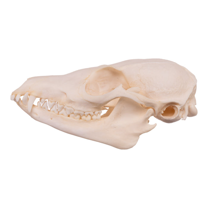 Real Bat-eared Fox Skull