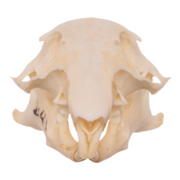 Real Uinta Ground Squirrel Skull