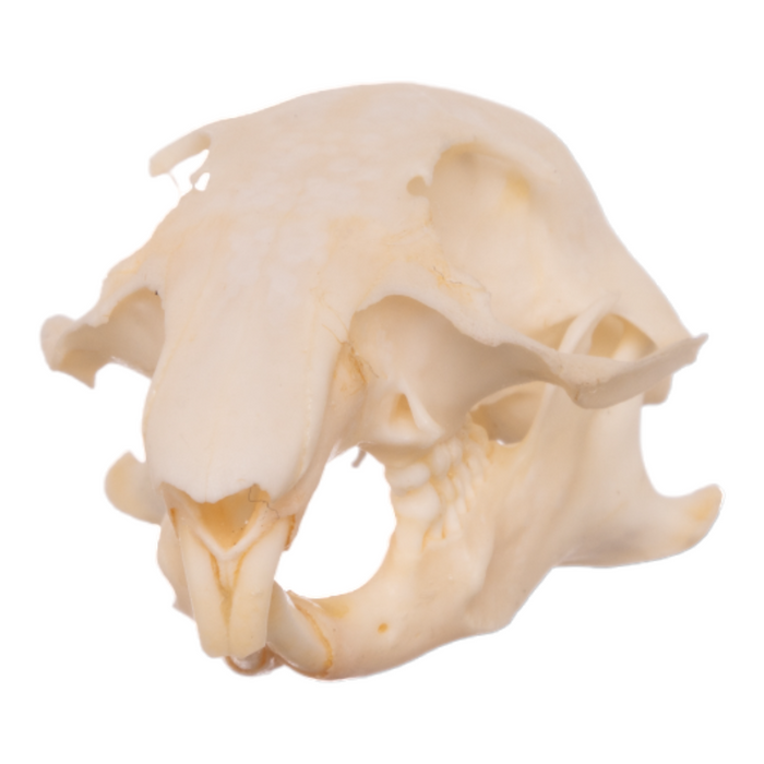 Real Uinta Ground Squirrel Skull