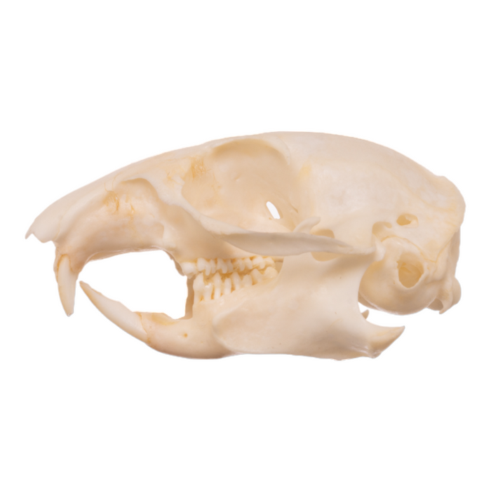 Real Uinta Ground Squirrel Skull