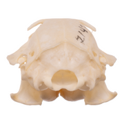 Real Uinta Ground Squirrel Skull