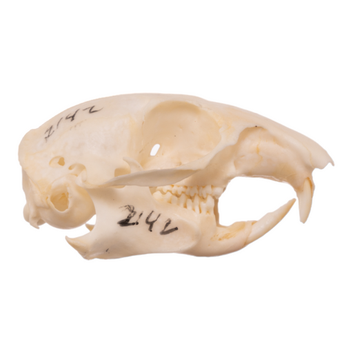Real Uinta Ground Squirrel Skull