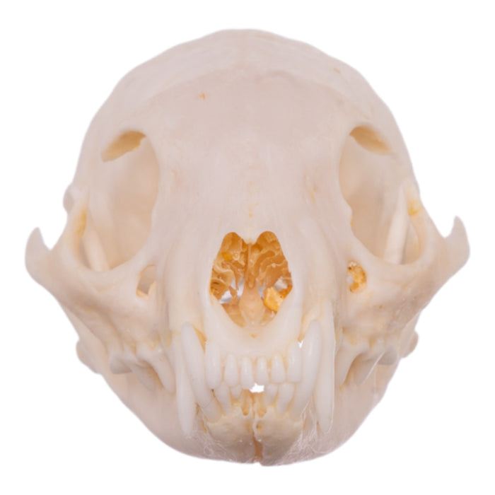 Real African Grey Mongoose Skull