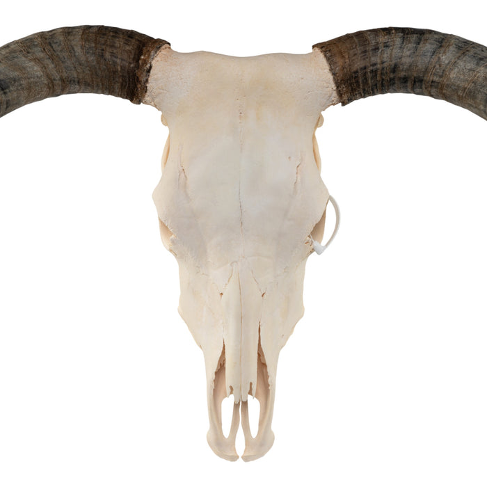 Real Longhorn Skull