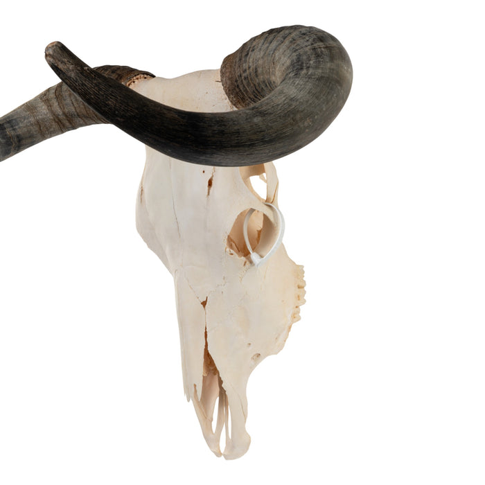 Real Longhorn Skull