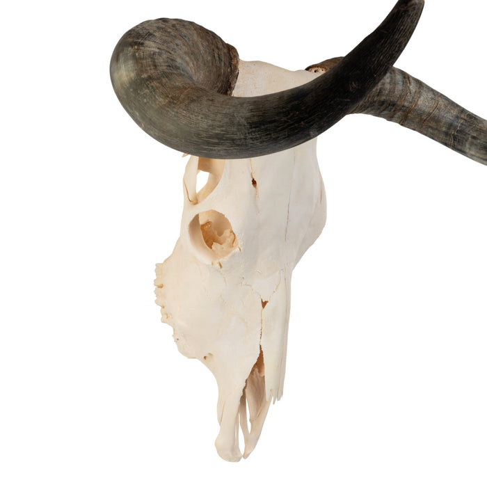 Real Longhorn Skull