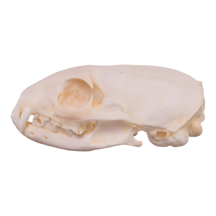 Real African Grey Mongoose Skull