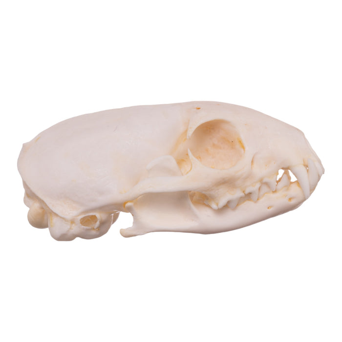 Real African Grey Mongoose Skull