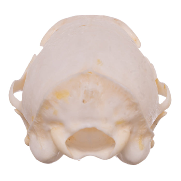 Real African Grey Mongoose Skull