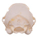 Real African Grey Mongoose Skull