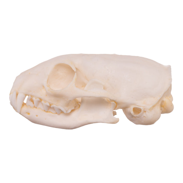Real African Grey Mongoose Skull