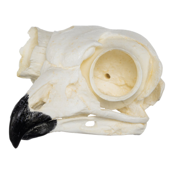 Replica Great Horned Owl Skull