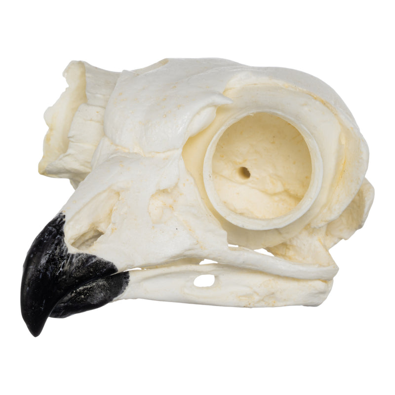 Replica Great Horned Owl Skull