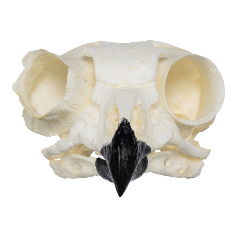 Replica Great Horned Owl Skull