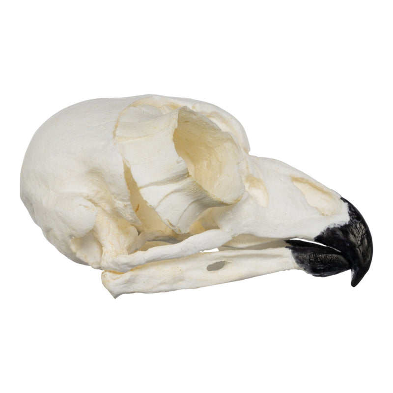 Replica Great Horned Owl Skull