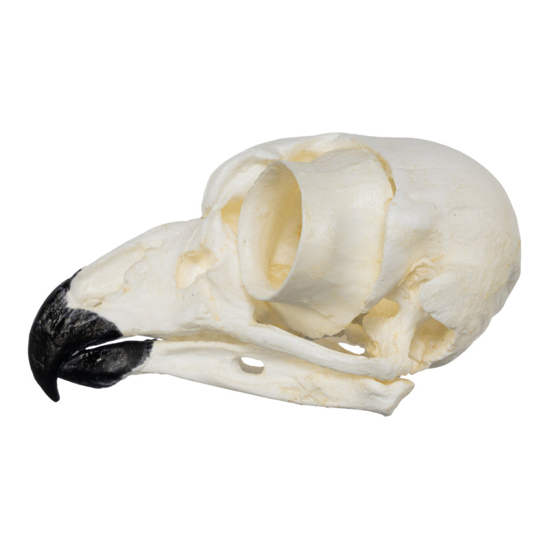 Replica Great Horned Owl Skull