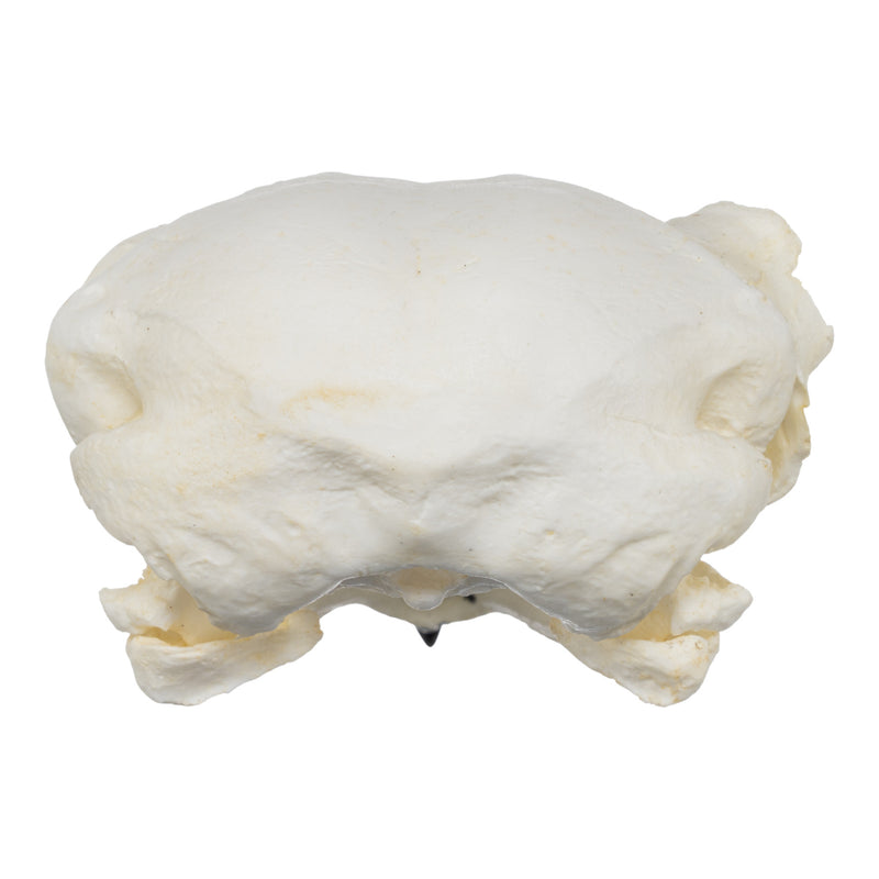 Replica Great Horned Owl Skull