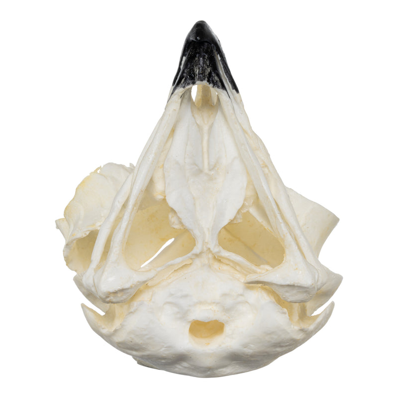 Replica Great Horned Owl Skull