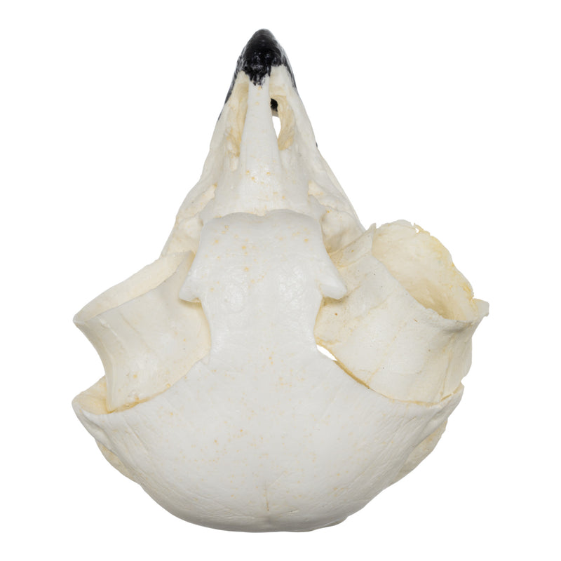 Replica Great Horned Owl Skull