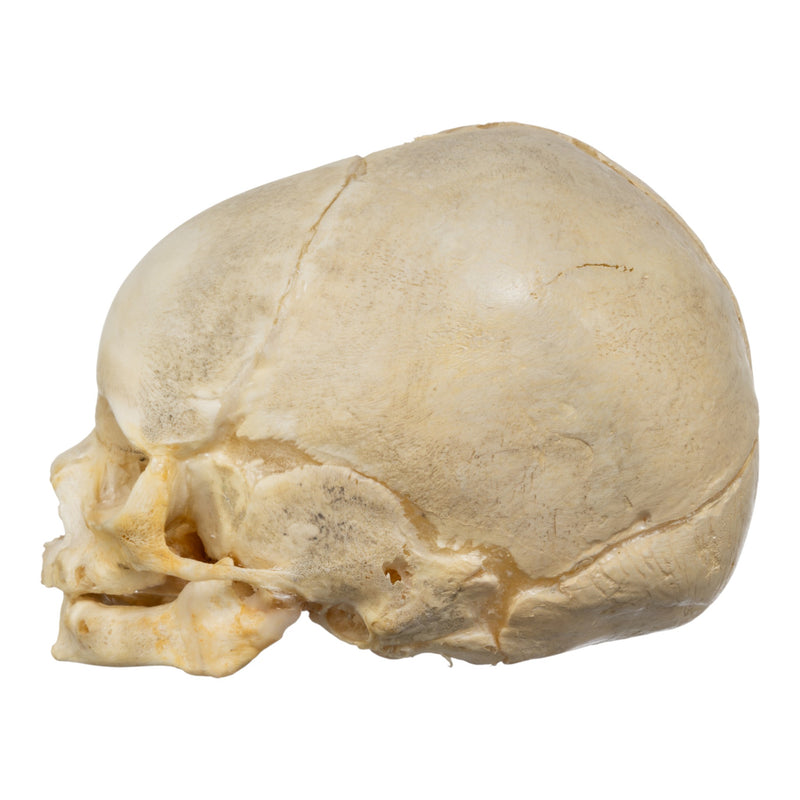 Real Human Fetal Skull