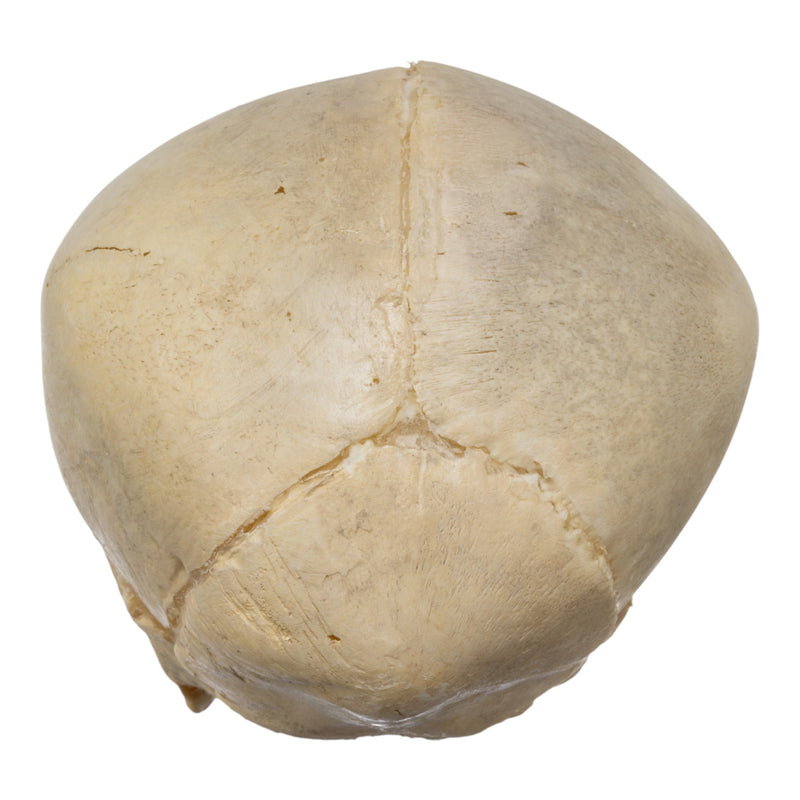 Real Human Fetal Skull