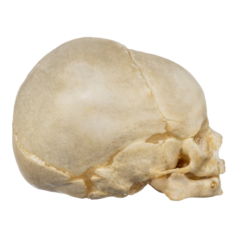 Real Human Fetal Skull