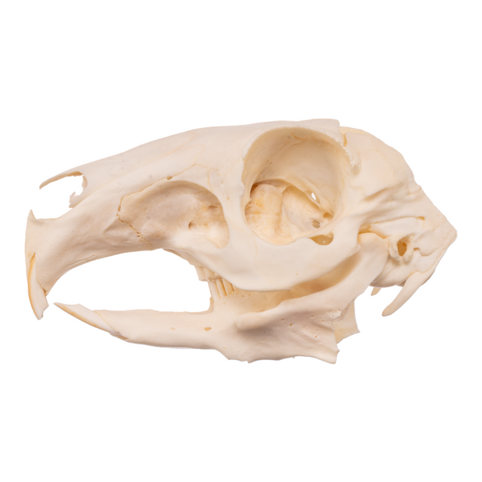 Real Patagonian Cavy Skull