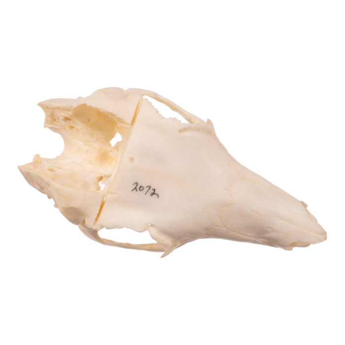 Real Patagonian Cavy Skull