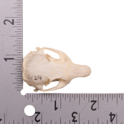 Real Uinta Ground Squirrel Skull